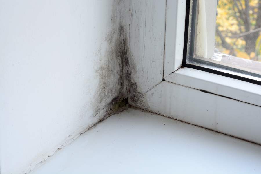 Carlisle Black Mould Removal and Prevention Services
