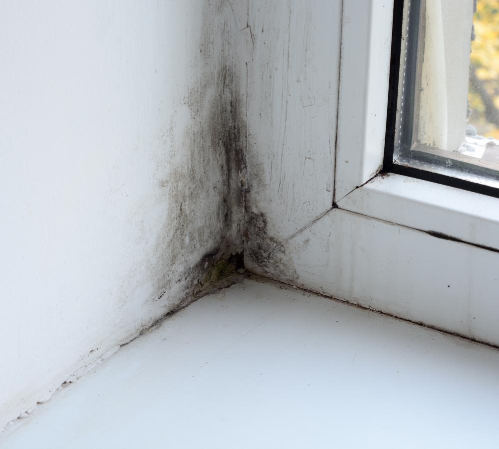 Black Mould Treatment and Prevention Services in Carlisle, Cumbria